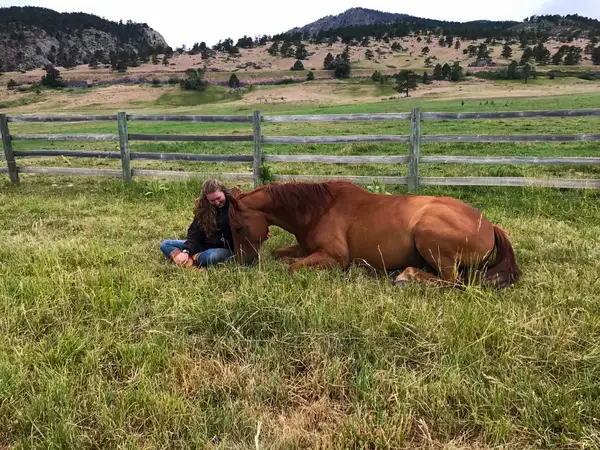Elevated Performance Equine Massage and Bodywork