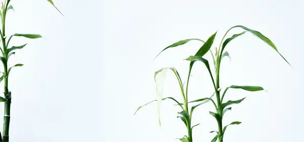 Green Hills Natural Health
