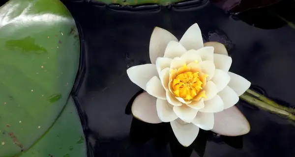 JadeSpring Healing Arts