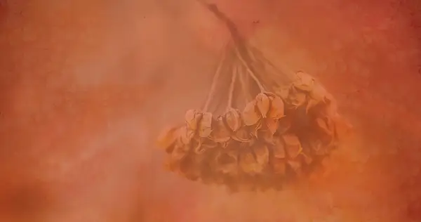 NOURISH Healing Collective: Acupuncture and More