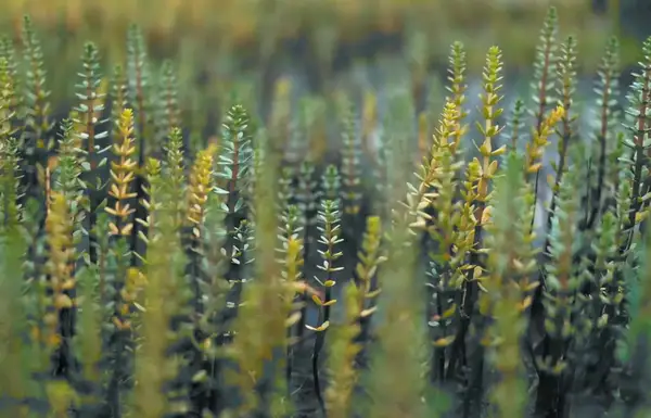 Sprouting Wellness