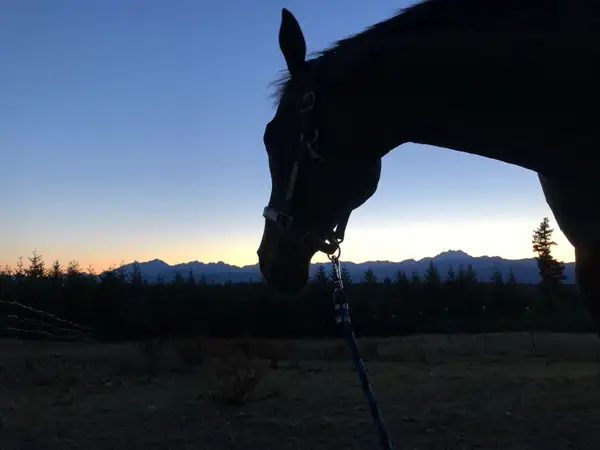 Sterling Rose Wellness